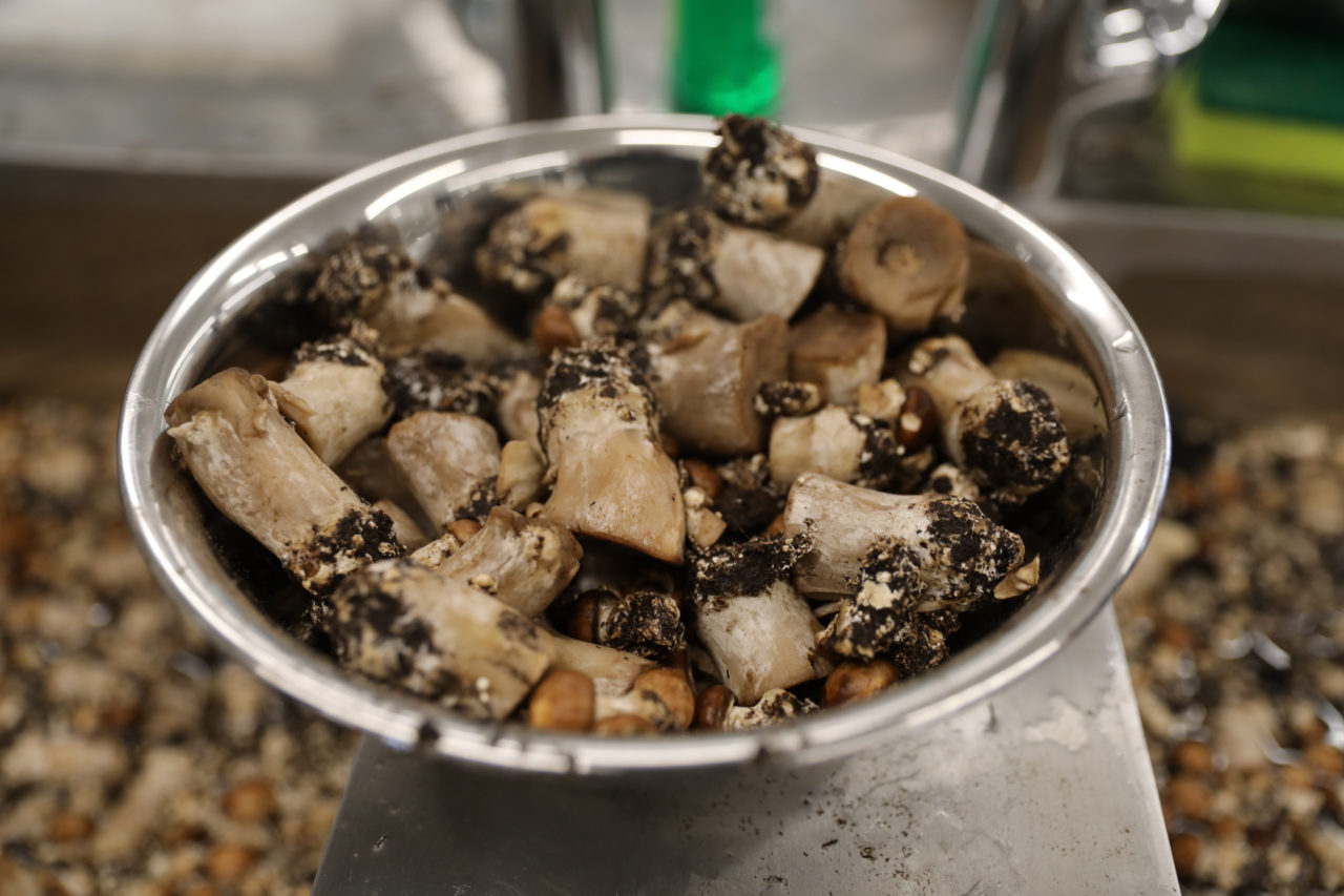 FoodLab Costa Mushrooms Whittlesea Tech School